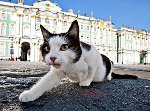 饲养60多只猫咪在皇宫 不为撸猫,就为了干这事