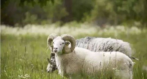 羊人 羊年11月下旬开始,有大喜事来临,十年遇一次,不接要倒大霉