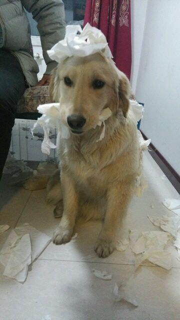 狗狗为什么喜欢吃纸巾,喜欢扯纸巾呢 怎么解决啊