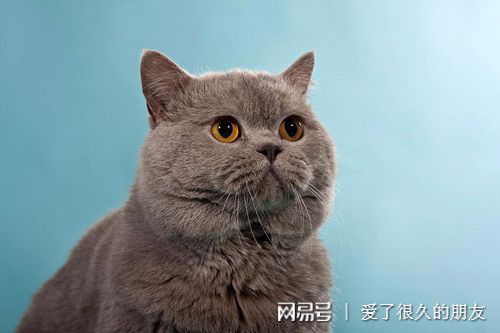 蓝猫啥时候长大脸,蓝猫的脸会越来越大吗