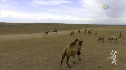 伊犁河畔的奇景 绿洲里的沙漠,是骆驼的天堂也是人类的乐园