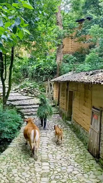 梦见在乡村的路上行走好不好(梦见在乡村的路上行走好不好走)