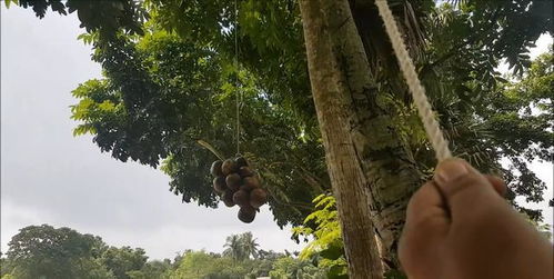 印度小孩爬树摘了21个果子,做成美食,网友看后却多了一个疑问