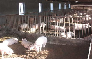 农村小型养猪场设计图 养猪技术