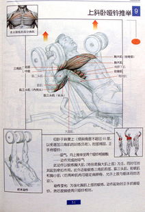 每天坚持早上20个俯卧撑,20个仰卧起坐,晚上20个俯卧撑,20个仰卧起坐请问多长时间能炼成发达的