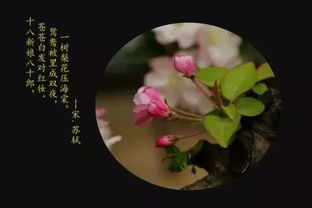 海棠花的经典诗句,描写海棠的诗句有哪些？
