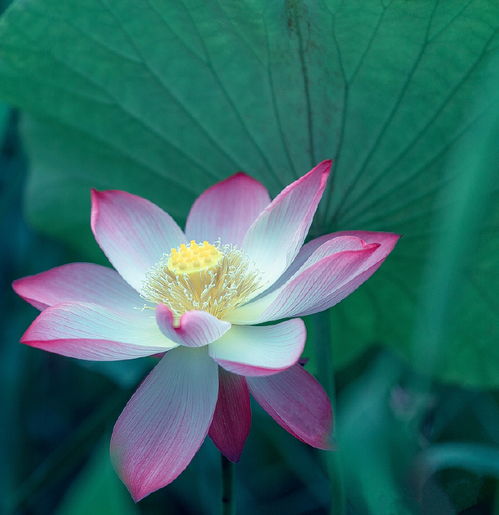 关于莲花的诗句佛语
