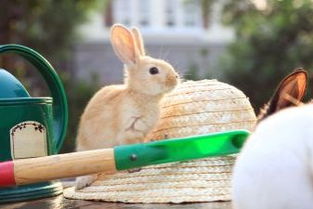 这张图片里的兔子,叫什么名字,200等你来拿 