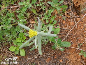 鼠麴草图片