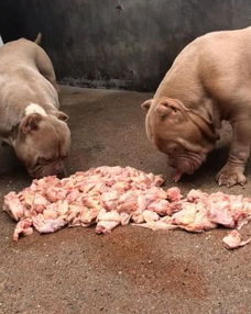 恶霸犬吃一堆生肉,狼吞虎咽,一餐吃十斤刚够塞牙缝