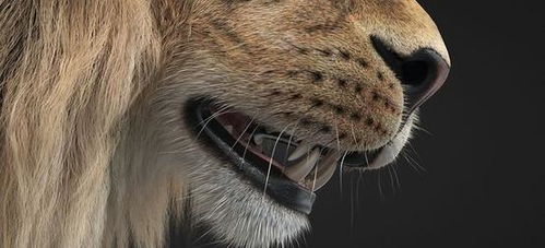 为什么狮子是群居动物 看完你就明白了 鬣狗 动物 狮子 狮群 猎食 网易订阅 