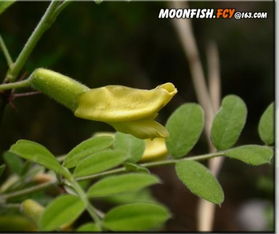 这是一种什么植物 