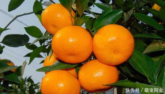 农村栽种柑橘,南方橘子北方枳,种植技术及管理要求,值得收藏 