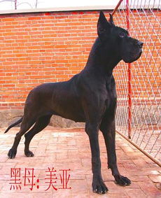 图 哪里有卖大丹犬 哪里出售大丹犬 大丹犬价格 天津宠物狗 