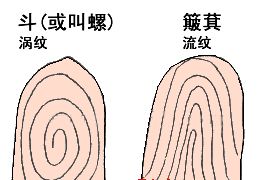 我手指十个簸箕 