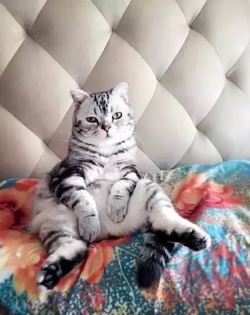 猫咪被绝育后,每次这样坐在沙发上都会想起自己被阉了,然后