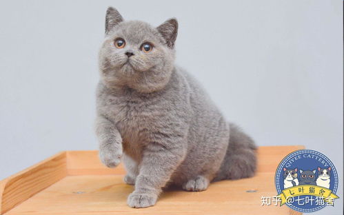 南京哪里有靠谱的猫舍 想买一只猫 