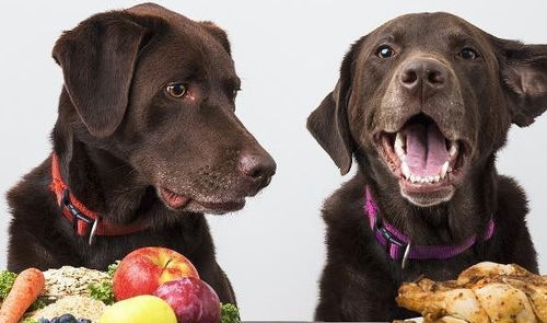 狗可以吃柚子吗 或者是其他柑橘类水果