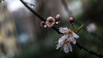 雨打梨花是什么生肖(梨花落后二清明指什么生肖)