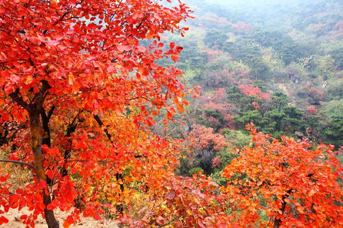 北京红叶最佳观赏景点地址 门票 交通 停车信息(北京香山饭店有免费停车场吗)