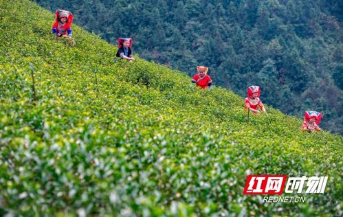 湖南省永州市江华瑶族自治县各乡镇赶集日？多谢！