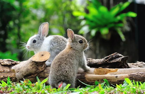 近日獭兔价格 肉兔价格 兔毛价格