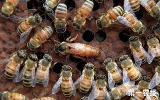 怎样防止蜂王逃跑 养蜜蜂蜂王不走的技术