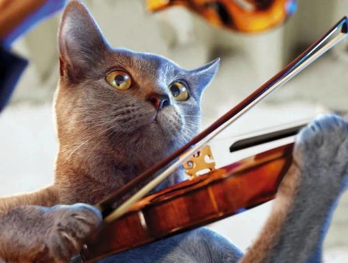 猫咪喜欢的音乐,也许跟你想得不太一样