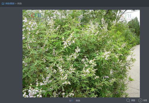 荆棘是什么植物,荆棘白花是什么植物？