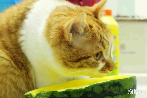 西瓜美味又解暑,那猫咪到底能吃西瓜 这篇文章为你解答