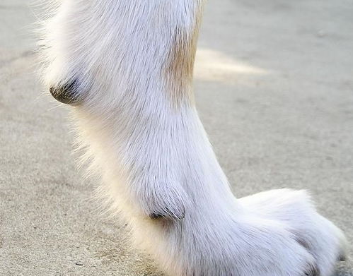 狗狗其实有五个脚趾,不接触到地面的脚趾,其实是狗狗进化的象征