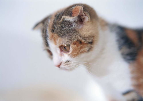 可爱动物家猫小猫宠物世界家居宠物图片素材 模板下载 1.83MB 其他大全 其他 