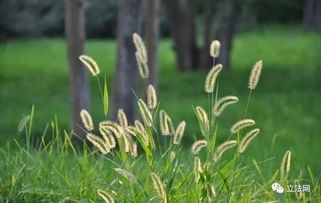 曹延斌 狗尾巴草