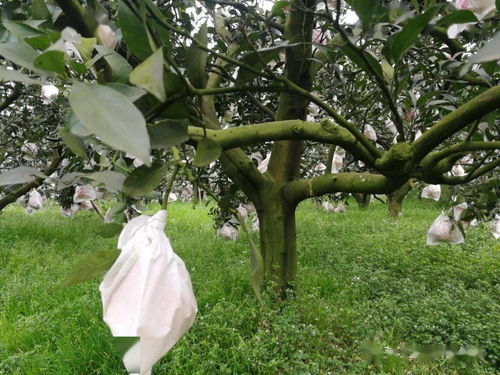 连续阴雨,小心青苔爬上树,套袋前清除要彻底