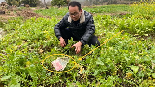 一夜之间,姑姑菜园的萝卜被人偷了,却留下一叠现金,怎么回事 