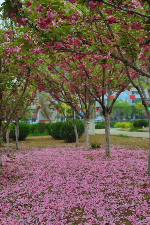 春路雨添花,花动一山春色 秦观十首春游词作欣赏