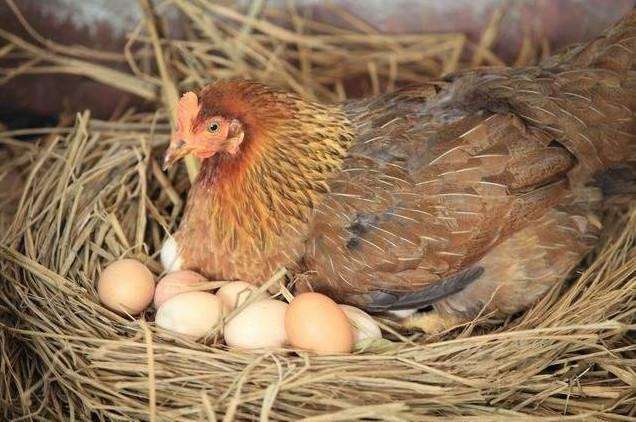 散养母鸡为什么会找隐蔽的草丛下蛋呢 小农庄发现出于2种原因