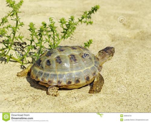 养乌龟要不要放沙子 