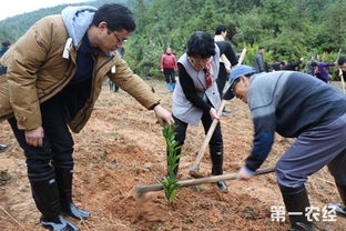 脐橙怎么种 脐橙栽培管理技术