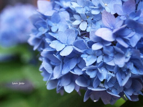 蓝色的花代表什么寓意,在别人心里什么颜色代表什么？