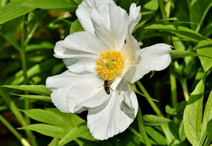 花无垢，诠释美好人生，花无垢的意思和造句