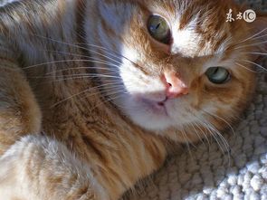 怎么判断猫鼻支还是猫感冒 得了猫鼻支怎么治疗 