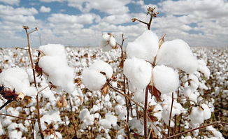 棉花产地在哪里,棉花原产自哪里