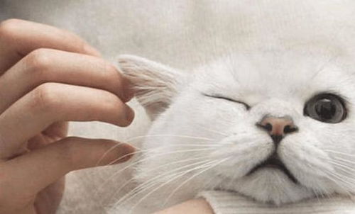 猫咪黄疸是什么引起的 怎么治疗