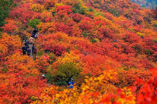 香山红叶几月份好看 北京香山看红叶最佳时间