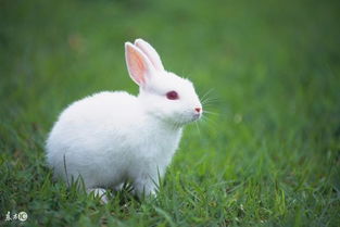 十兔九苦,属兔人 最命苦 的出生月份,你家有吗,忍住不哭
