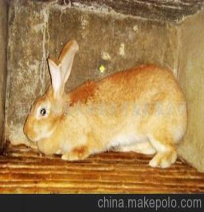 豫丰黄兔 宠物兔 