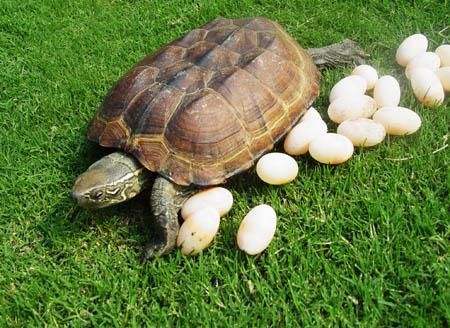 什么乌龟蛋最适合饲养？