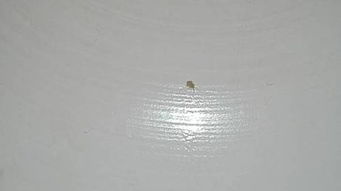 床头上的虫子,请问这是什么虫子 怎样消除 
