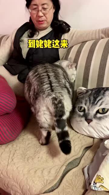 小猫咪跟女孩子一样,听不进去大道理的 